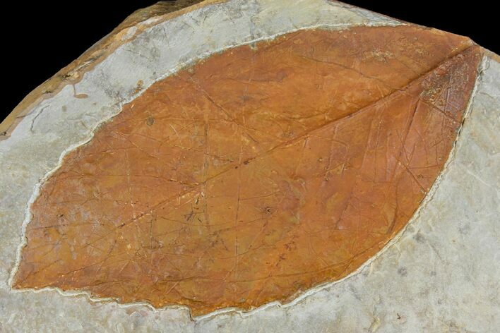 Unidentified Fossil Leaf - Montana #120820